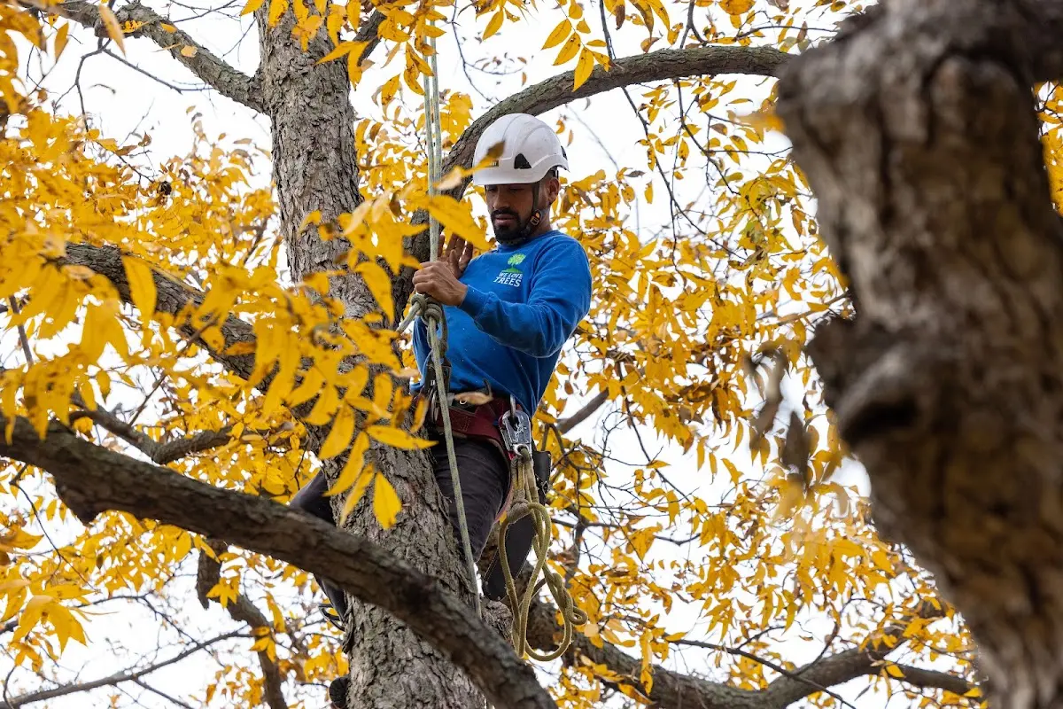 Skilled Tree Transplanting crew working in Lyons